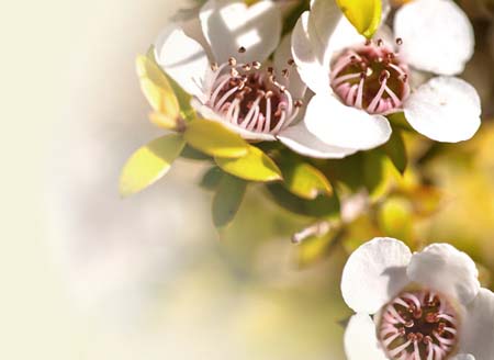 manuka flowers